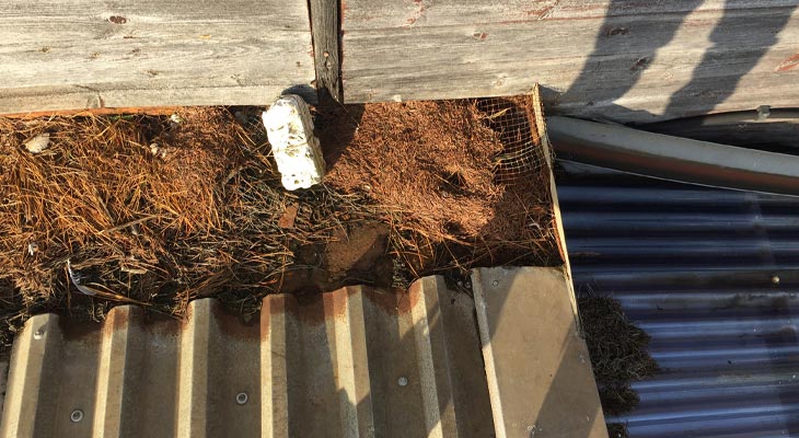 Industrial gutter containing vegetation and debris