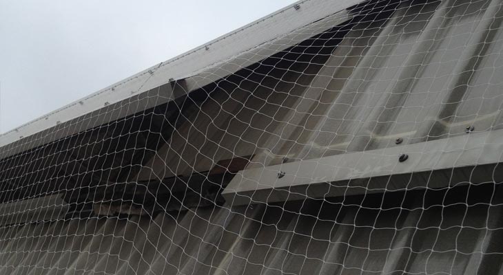 Glazed window opening under pigeon netting